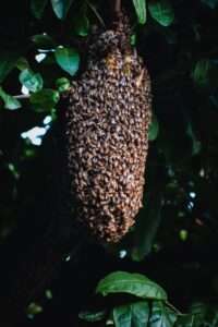 bees hive