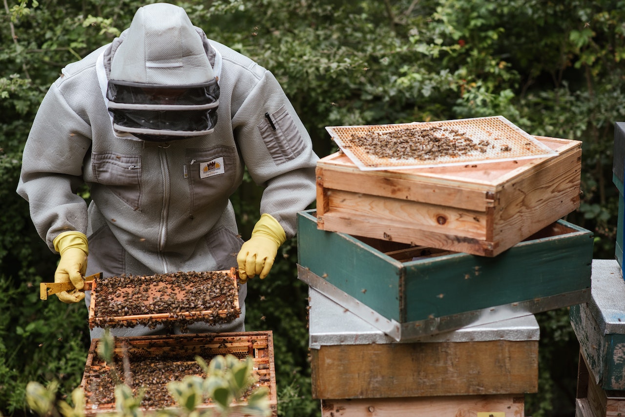 honey extraction process